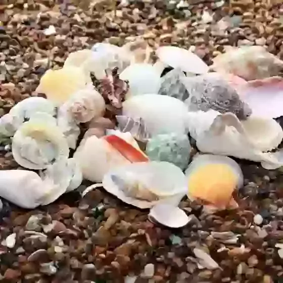 Assorted Natural Mixed Small Medium Sea Shells 300g 